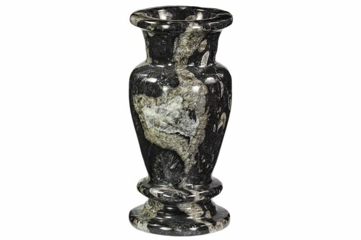 Limestone Vase With Orthoceras Fossils #104647